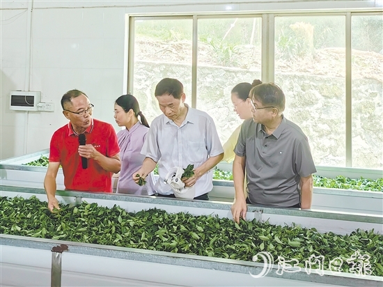 調(diào)研團(tuán)隊(duì)深入企業(yè)實(shí)地考察，并為茶企提供科學(xué)指導(dǎo)和寶貴建議。