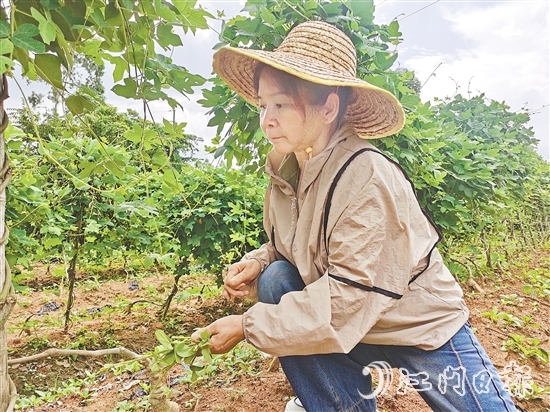 黃美茹在田間查看葛根生長情況。