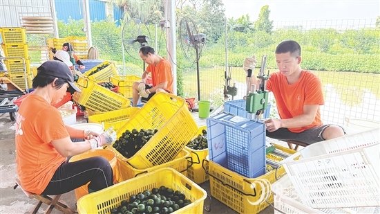 工人們正忙著將小青柑挖肉。