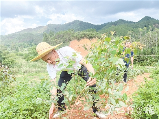 梁錦池在扶正倒伏的桉樹。