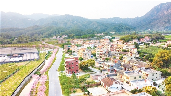 每到花期，鶴城鎮(zhèn)城西村的櫻花大道便會(huì)披上“粉裝”。
