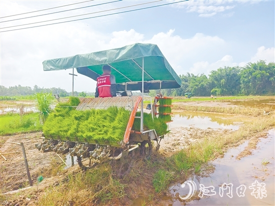 君堂鎮(zhèn)太平村啟動(dòng)晚稻插秧工作，采用合理密植提單產(chǎn)技術(shù)，嚴(yán)格把控秧苗之間的行距、株距。