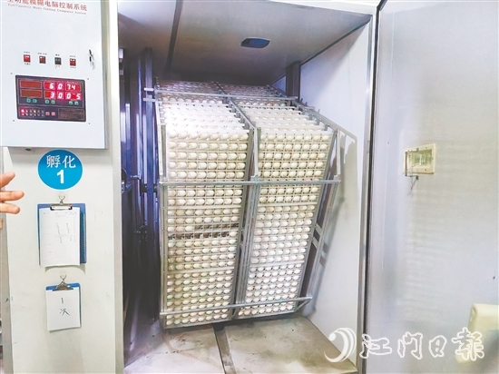 馬岡鵝苗孵化中心配備鵝苗孵化機40臺，年孵化總量達到400萬只，年產(chǎn)值超過1.2億元。