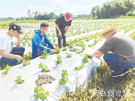 大廠村是馬岡鎮(zhèn)知名的涼粉制作大村，村里約有13公頃（200多畝）的涼粉草種植基地。