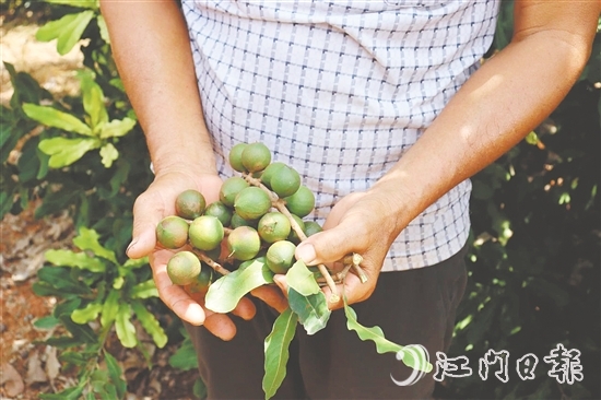 新連村澳洲堅(jiān)果種植基地堅(jiān)果樹結(jié)出的果子碩大無比。