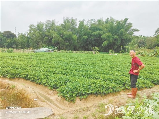 眼見(jiàn)推廣種植花生新品種效益高，收入增加了，南中村村民喜笑顏開(kāi)。