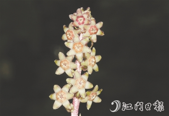 七星坑球子草是首個以“七星坑”命名的植物新種。