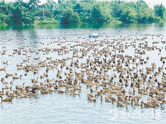 赤水鎮(zhèn)以麻鴨為起點，走特色鮮明的鄉(xiāng)村振興路。