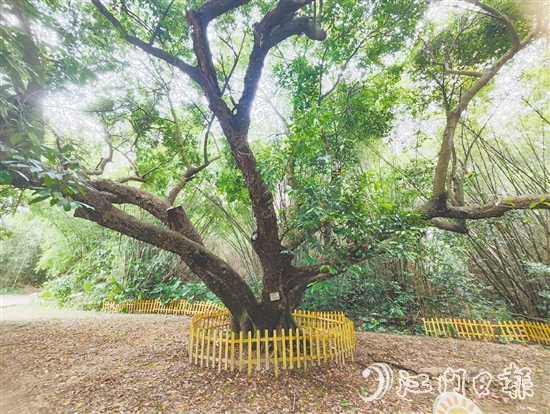 在人大監(jiān)督推動(dòng)下，開(kāi)平市368棵古樹(shù)全部登記在冊(cè)，掛上保護(hù)牌。