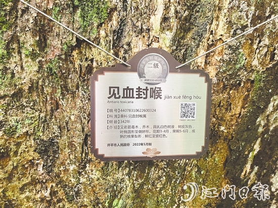 大沙鎮(zhèn)在人大代表推動(dòng)下，為見(jiàn)血封喉樹(shù)制訂專項(xiàng)保護(hù)方案，建立古樹(shù)“健康臺(tái)賬”。
