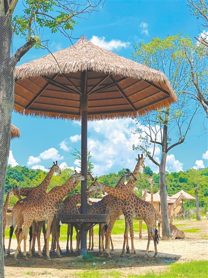 在清遠長隆森林王國，可以與長頸鹿近距離互動。