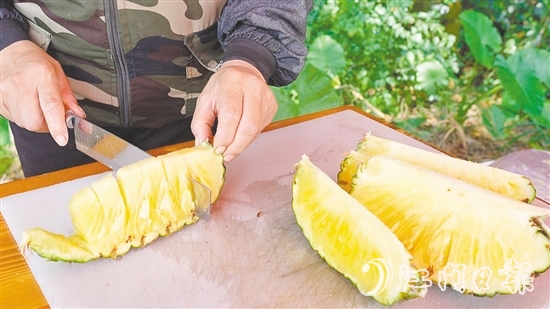 “黃金龍”鳳梨?zhèn)€頭大，果肉香甜爽脆、汁水豐富，實(shí)測糖度為14度。