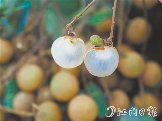 云鄉(xiāng)儲(chǔ)良龍眼有著果大肉厚、清甜爽脆的特點(diǎn)。