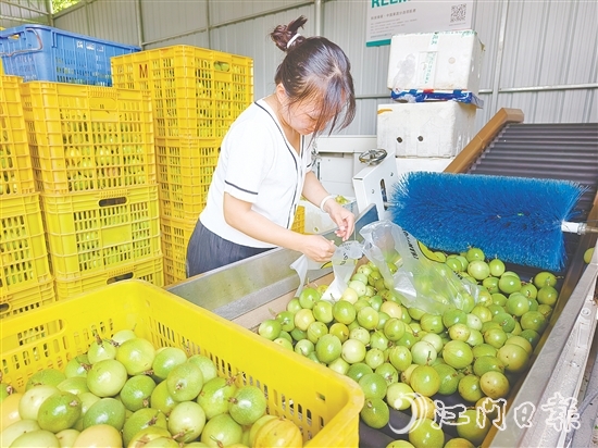 黃劍梅正在挑選百香果。