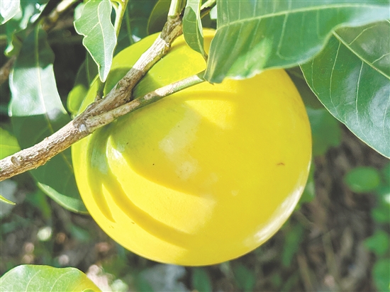 成熟的黃晶果外觀色澤金黃。