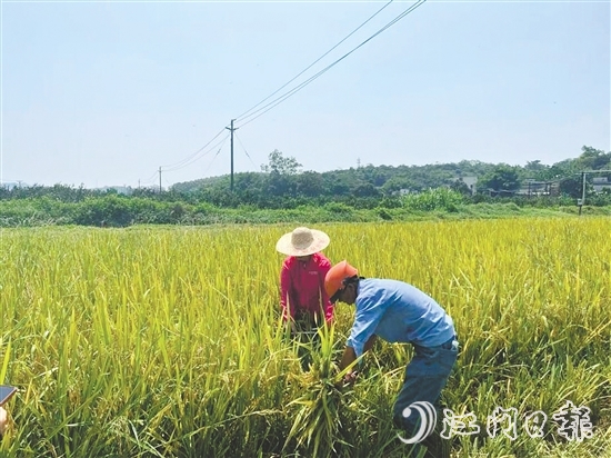 工作人員對水稻進行抽樣測產(chǎn)。