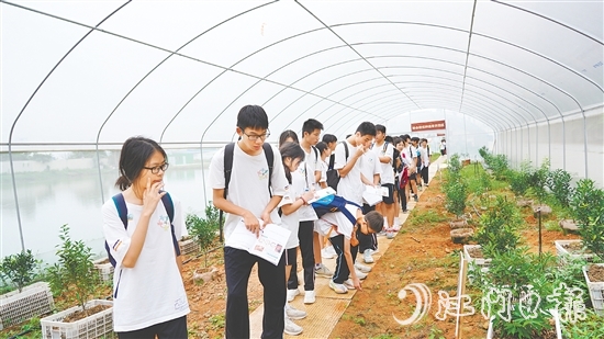 新會泓達堂陳皮莊園 新會泓達堂陳皮莊園
