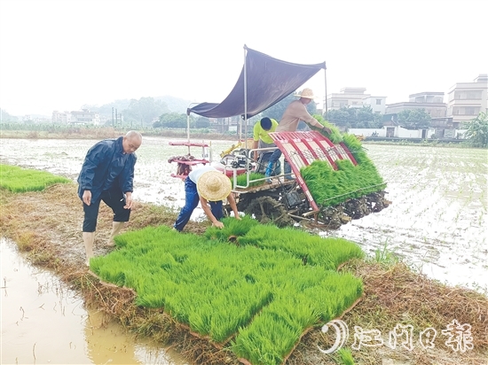智富強(qiáng)村公司啟動(dòng)晚稻種植項(xiàng)目，通過對(duì)接第三方專業(yè)機(jī)構(gòu)，為項(xiàng)目提供技術(shù)支持，實(shí)現(xiàn)耕種環(huán)節(jié)機(jī)械化。