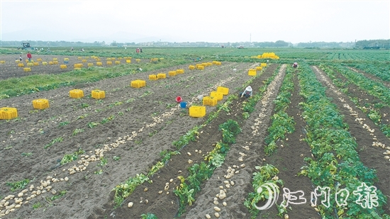 恩平是廣東省內(nèi)一流的馬鈴薯生產(chǎn)基地，“土豆米”項目的落地，將顯著提升恩平馬鈴薯的附加值，完善產(chǎn)業(yè)鏈條，推動產(chǎn)業(yè)升級。