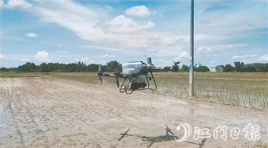 工作人員利用無人機給插好秧苗的田塊施肥。
