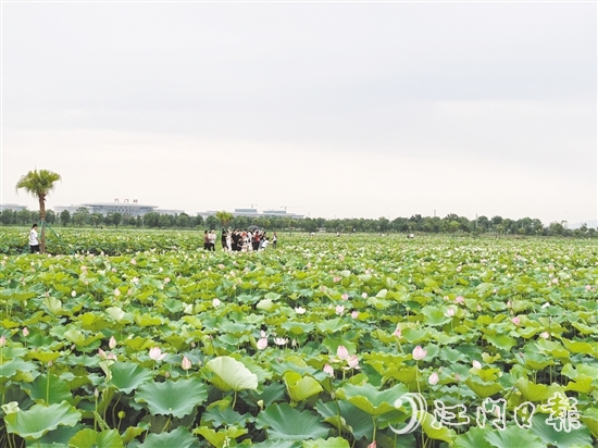 每到盛夏，梅江農(nóng)業(yè)生態(tài)園荷花準(zhǔn)時綻放，吸引游人打卡。
