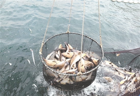 今年年初，“臺山1號”喜迎豐收季，首批鮸魚鮮美上市。