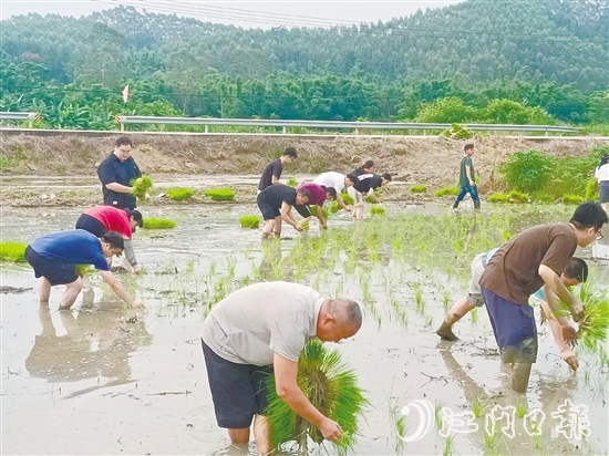 鶴城鎮(zhèn)的20余名鎮(zhèn)、村干部卷起褲腿、赤腳踩進泥濘的水田，與當(dāng)?shù)剞r(nóng)戶一起開展插秧作業(yè)，助力秋耕生產(chǎn)。