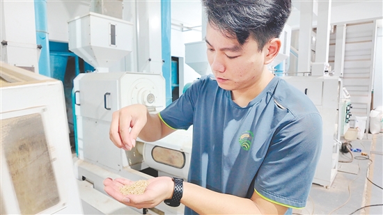 企業(yè)引入先進設(shè)備加工生產(chǎn)大米。