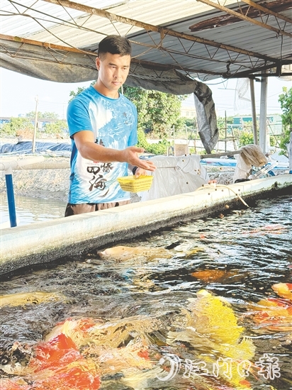 伍健強(qiáng)引入錦鯉等高附加值品種，讓傳統(tǒng)的水產(chǎn)養(yǎng)殖煥發(fā)出新生機(jī)。