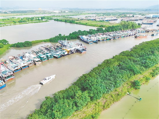 昨天，臺山市橫山漁港停滿了回港避風(fēng)的漁船。