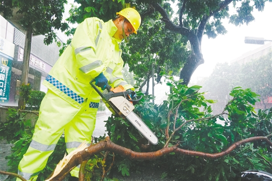 昨日，蓬江區(qū)中遠(yuǎn)大廈附近，城管部門搶險(xiǎn)隊(duì)伍利用油鋸分割被風(fēng)吹斷的樹枝，快速消除安全隱患。