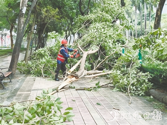 發(fā)現(xiàn)樹木折枝、倒伏后，城管工作人員緊急開展樹木排險(xiǎn)排障工作，全力消除險(xiǎn)情，保障道路通行安全。