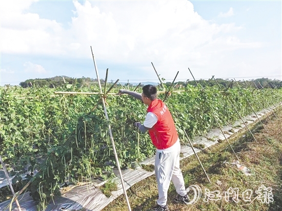 江門陽(yáng)光農(nóng)險(xiǎn)工作人員指導(dǎo)農(nóng)戶做好田間排水、加固農(nóng)業(yè)設(shè)施等準(zhǔn)備。