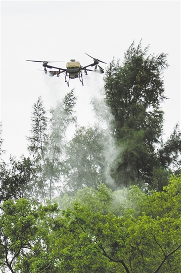 無人機在滅蚊防疫攻堅戰(zhàn)中大顯身手。圖為鶴山采用無人機精準開展滅蚊工作。