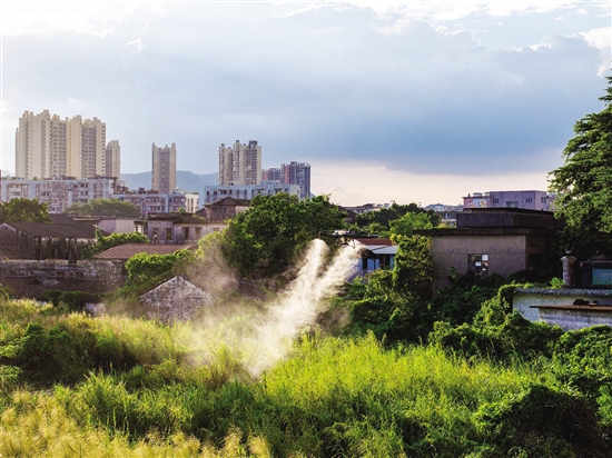 江海區(qū)動用農用植保無人機，高效開展蚊蟲消殺。