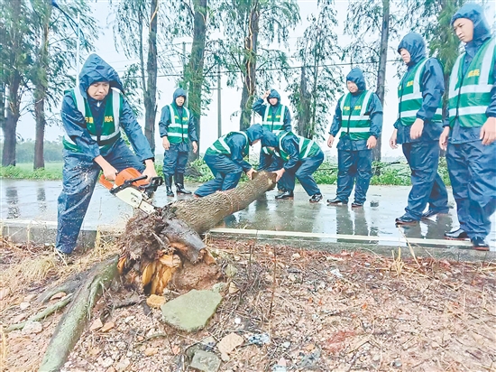 臺山民兵沉著應對臺風帶來的挑戰(zhàn)，全力投入風后路面清理排查工作。