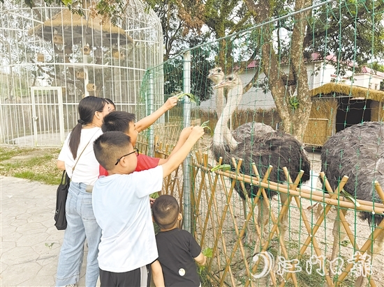孩子們?cè)趧?dòng)物長(zhǎng)廊里喂食鴕鳥。