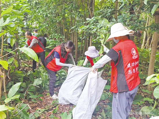 江門市科協(xié)工作人員在市林科所清理樹枝。