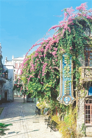 赤坎華僑古鎮(zhèn)的杜鵑花盛放。