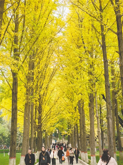 江門春秋國旅帶團(tuán)友到額濟(jì)納旗賞秋色。