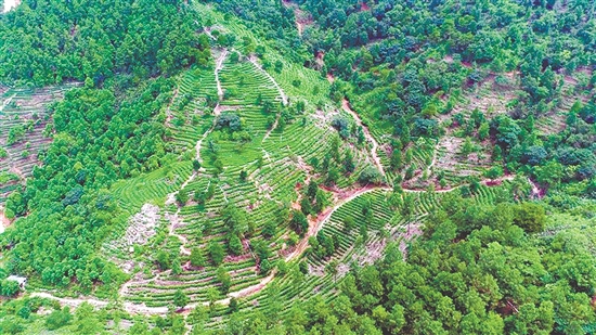 茶山之上，綠意盎然。