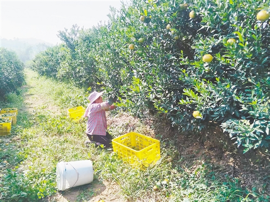 果農(nóng)正在果場(chǎng)摘柑。