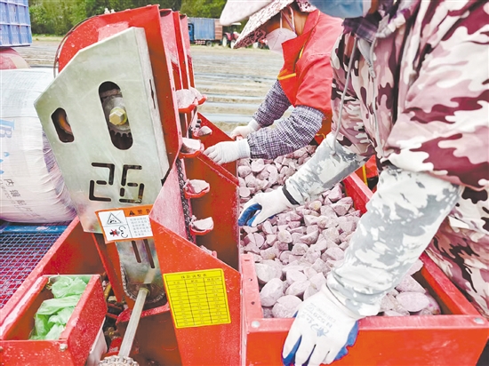 馬鈴薯種植已實現(xiàn)全程機械化。