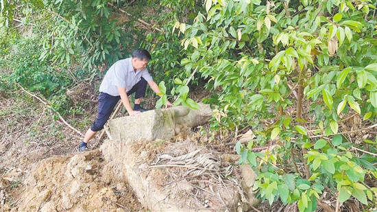鶴山市文化廣電旅游體育局工作小組兩次進(jìn)山搜尋，終于在狀元山一側(cè)找到了在土坑中、被樹枝雜草覆蓋的“臥羊”。