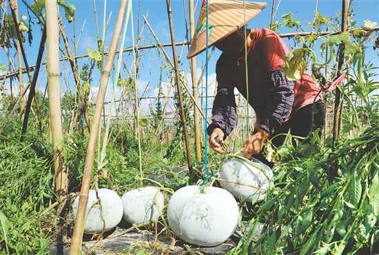 蒼城鎮(zhèn)建設(shè)潭碧冬瓜核心種植區(qū)，帶動(dòng)周邊農(nóng)戶(hù)增產(chǎn)增收。