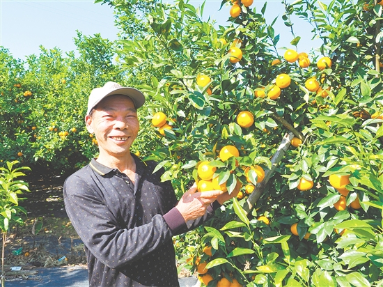 農(nóng)場(chǎng)負(fù)責(zé)人陳全光在檢查沃柑的生長情況。