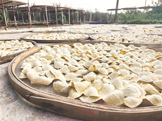 大洞村通過“公司+農戶”模式，推動新會陳皮產業(yè)形成完整產業(yè)鏈。