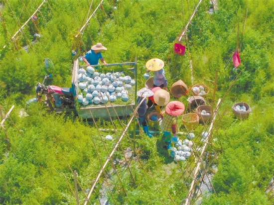 6月，開平市蒼城鎮(zhèn)潭碧冬瓜種植專業(yè)合作社成功獲準使用“潭碧冬瓜”地理標志專用標志。
