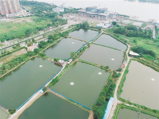 臨江路與金甌路交界西南側(cè)地塊位于外海港澳碼頭西側(cè)。