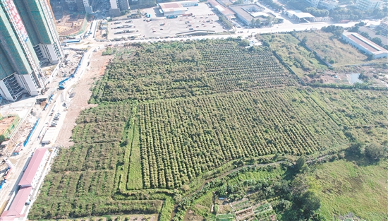 開平33號地成交溢價率為37.4%。